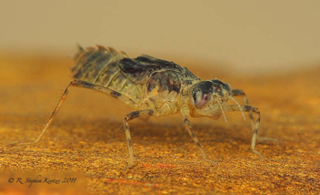 Perithemis tenera, nymph